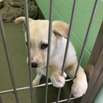 You might be entering the doggie mama stage when your