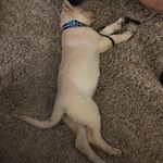 Gracieso crashes after getting to know the parents walking on