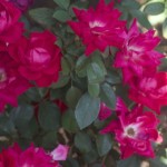 April Showers = May Flowers